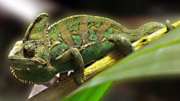 Acing Your Job Interview – 9 Tips to Being a Chameleon